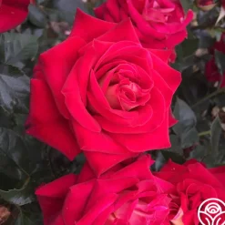 Smart & Sassy>Heirloom Roses Outlet