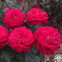 Smart & Sassy>Heirloom Roses Outlet