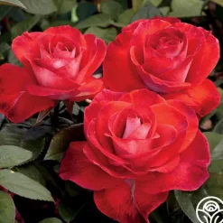 Smokin’ Hot™>Heirloom Roses Discount