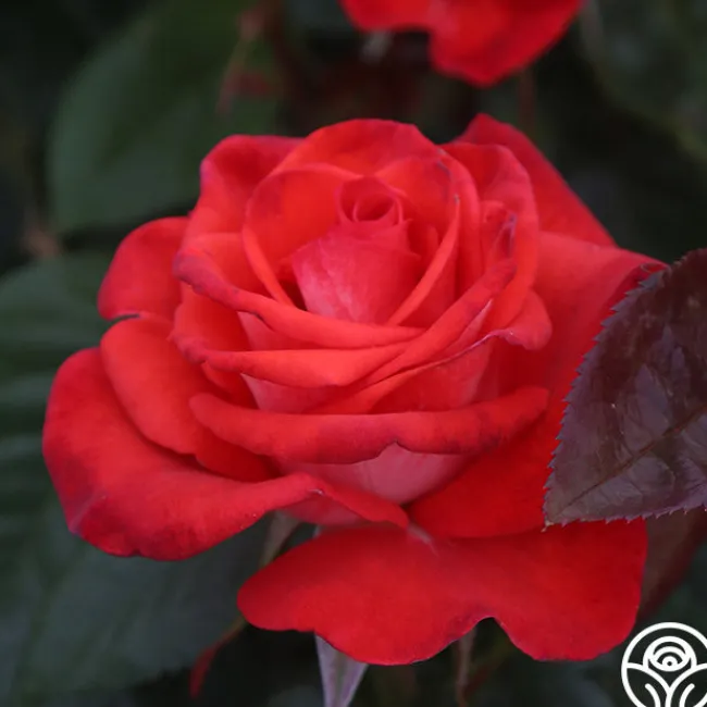 Smokin’ Hot™>Heirloom Roses Discount