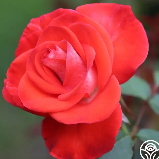 Smokin’ Hot™>Heirloom Roses Discount