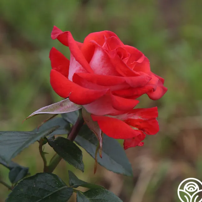 Smokin’ Hot™>Heirloom Roses Discount