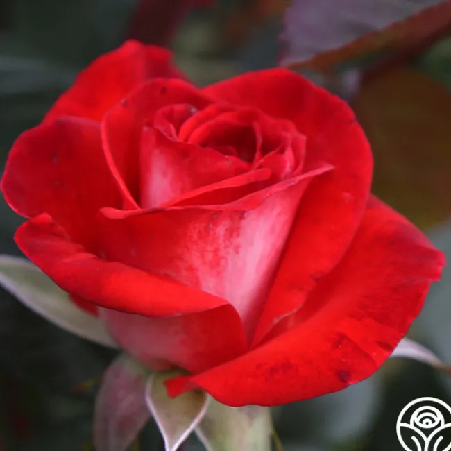 Smokin’ Hot™>Heirloom Roses Discount
