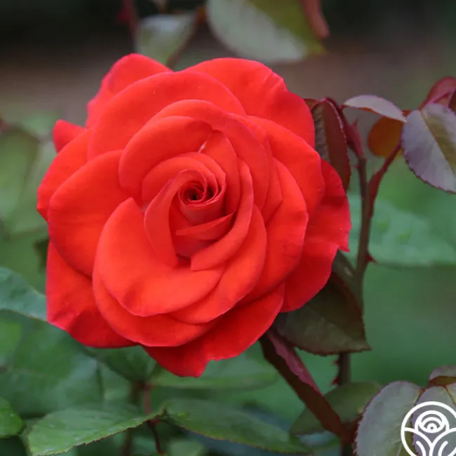 Smokin’ Hot™>Heirloom Roses Discount