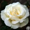 Snow Queen>Heirloom Roses Hot