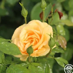 Soaring To Glory>Heirloom Roses Best