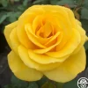 Sol Desire®>Heirloom Roses Hot