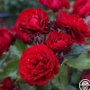 Songs Of Praise™>Heirloom Roses Hot