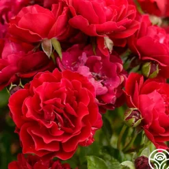 Songs Of Praise™><noscript><img width=