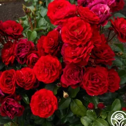 Songs Of Praise™><noscript><img width=