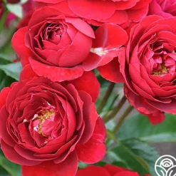 Songs Of Praise™><noscript><img width=