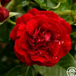 Songs Of Praise™><noscript><img width=