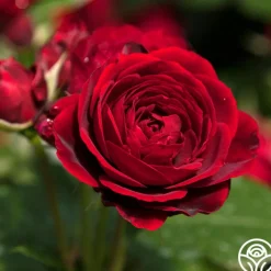 Songs Of Praise™><noscript><img width=