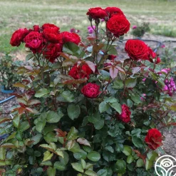 Songs Of Praise™><noscript><img width=