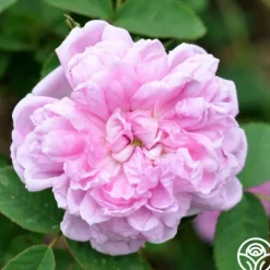 Soupert et Notting>Heirloom Roses Outlet
