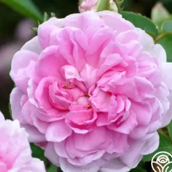 Soupert et Notting>Heirloom Roses Outlet