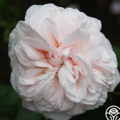 Souvenir de La Malmaison>Heirloom Roses Sale