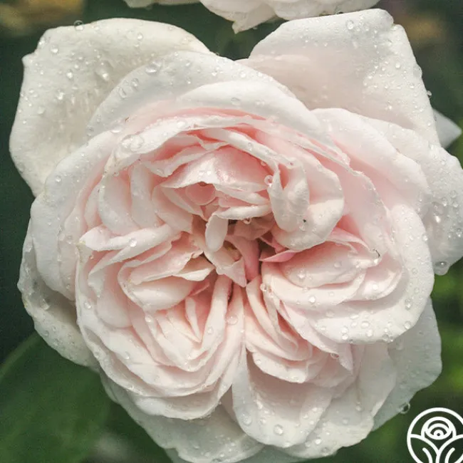 Souvenir de La Malmaison>Heirloom Roses Sale