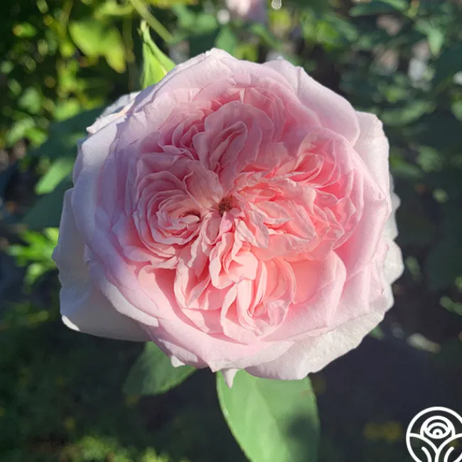 Souvenir de La Malmaison>Heirloom Roses Sale