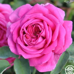 Souvenir du Président Lincoln>Heirloom Roses Hot