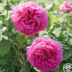 Souvenir du Président Lincoln>Heirloom Roses Hot