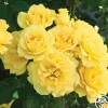 Sparkle & Shine™>Heirloom Roses Clearance