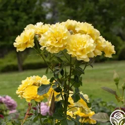 Sparkle & Shine™><noscript><img width=