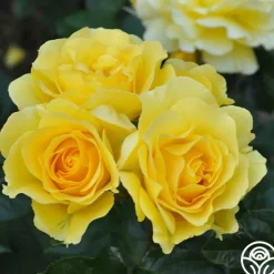 Sparkle & Shine™><noscript><img width=