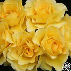 Sparkle & Shine™><noscript><img width=