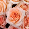 Special Occasion>Heirloom Roses Outlet
