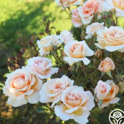 Special Occasion><noscript><img width=