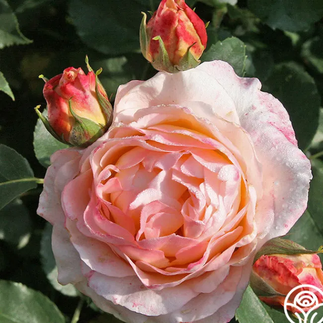 Spiced Coffee™>Heirloom Roses Sale