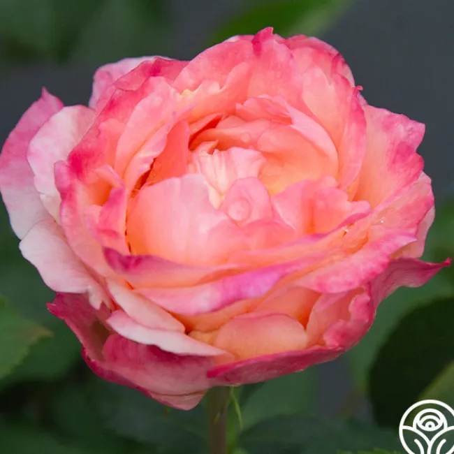 Spiced Coffee™>Heirloom Roses Sale