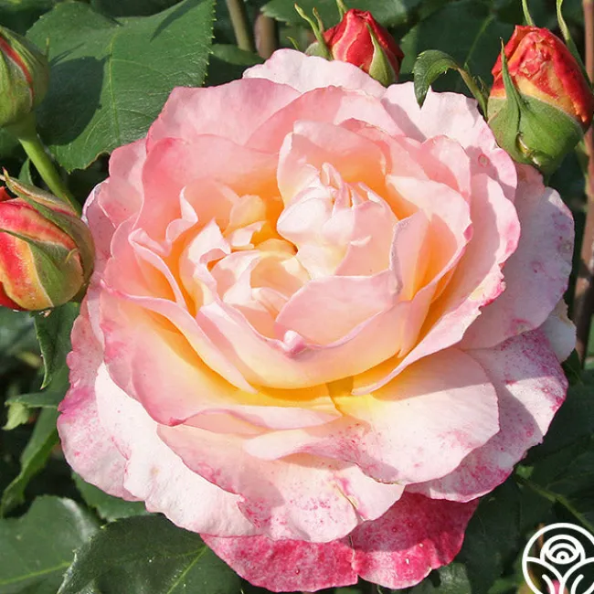 Spiced Coffee™>Heirloom Roses Sale