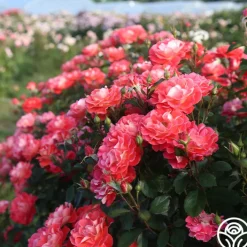 Spirit Abundance™>Heirloom Roses Sale