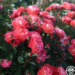 Spirit Abundance™><noscript><img width=