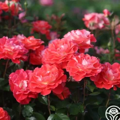 Spirit Abundance™><noscript><img width=