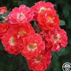 Spirit Abundance™><noscript><img width=