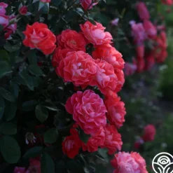 Spirit Abundance™><noscript><img width=