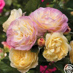 Spring Color Bouquet Collection>Heirloom Roses Online