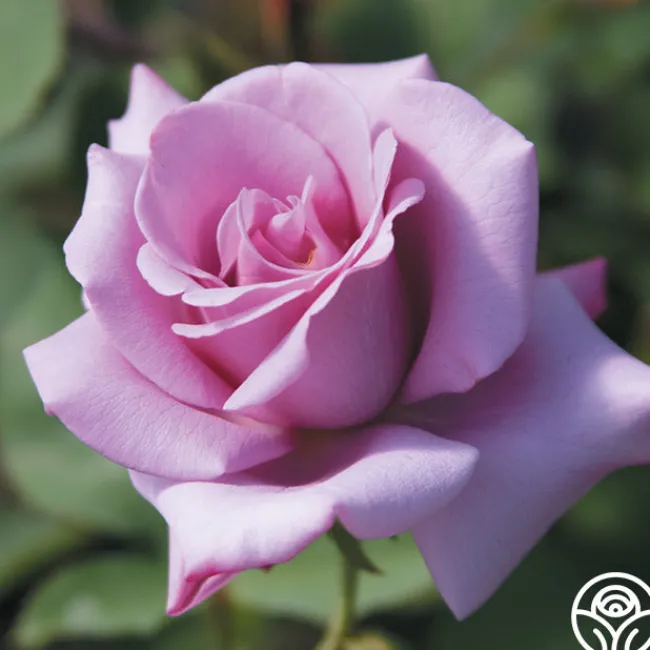 Spring Color Bouquet Collection>Heirloom Roses Online
