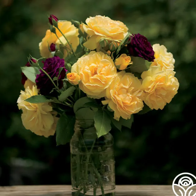 Spring Color Bouquet Collection>Heirloom Roses Online