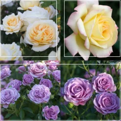 Spring Color Bouquet Collection II>Heirloom Roses Discount