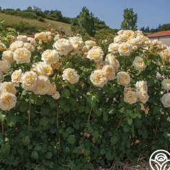 Spring Color Bouquet Collection II>Heirloom Roses Discount