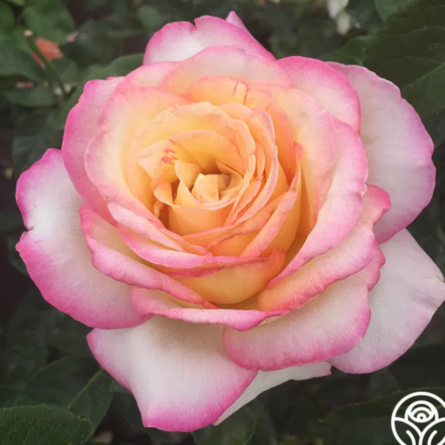 Spring Color Bouquet Collection II>Heirloom Roses Discount
