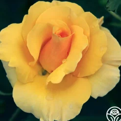 St. Christopher™>Heirloom Roses New