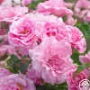St. Elisabeth of Hungary>Heirloom Roses Discount