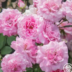 St. Elisabeth of Hungary>Heirloom Roses Discount