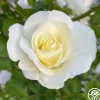 St. John™>Heirloom Roses Best