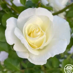St. John™>Heirloom Roses Best